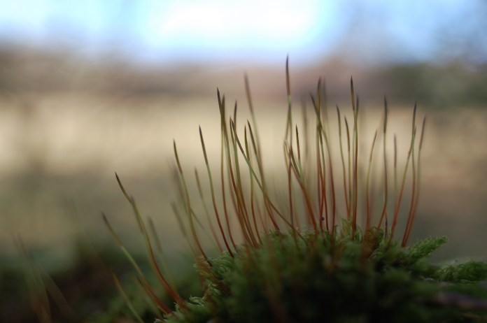 wildlife_194_23jan2011 by Emily King